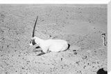 View of a dying Arabian ...