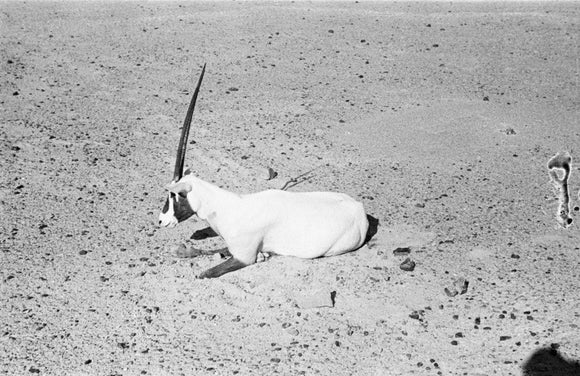 View of a dying Arabian ...