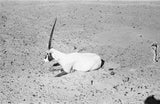 View of a dying Arabian ...