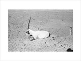 View of a dying Arabian ...