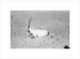 View of a dying Arabian ...