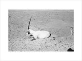 View of a dying Arabian ...