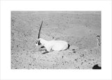View of a dying Arabian ...