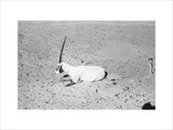 View of a dying Arabian ...