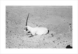 View of a dying Arabian ...