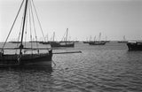 Side view of dhows (sailboats) ...