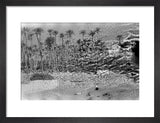 A palm grove at Ghayl ...
