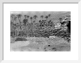 A palm grove at Ghayl ...
