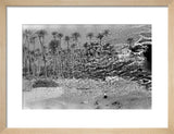 A palm grove at Ghayl ...