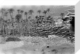 A palm grove at Ghayl ...