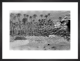 A palm grove at Ghayl ...