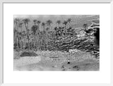 A palm grove at Ghayl ...
