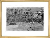 A palm grove at Ghayl ...