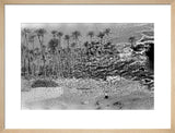 A palm grove at Ghayl ...