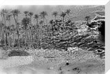 A palm grove at Ghayl ...