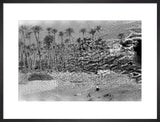 A palm grove at Ghayl ...