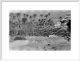 A palm grove at Ghayl ...