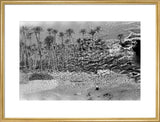 A palm grove at Ghayl ...