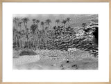 A palm grove at Ghayl ...
