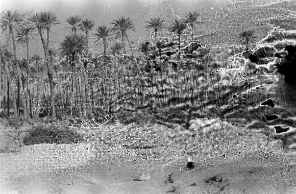 A palm grove at Ghayl ...