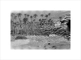 A palm grove at Ghayl ...