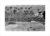 A palm grove at Ghayl ...