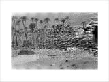 A palm grove at Ghayl ...