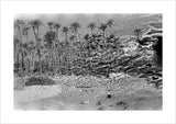 A palm grove at Ghayl ...