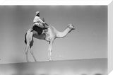Portrait of an Arab falconer ...