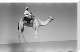 Portrait of an Arab falconer ...