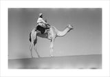 Portrait of an Arab falconer ...