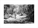 Palm trees growing at Al ...