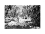 Palm trees growing at Al ...