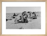 Sheikh Zayed bin Sultan Al ...