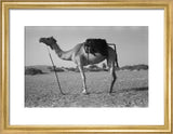 Full length profile portrait of ...