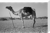 Full length profile portrait of ...