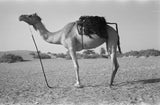 Full length profile portrait of ...