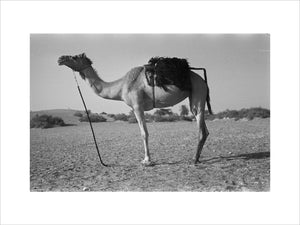 Full length profile portrait of ...