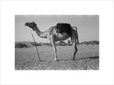 Full length profile portrait of ...