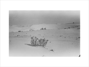 View of a bush in ...