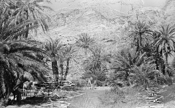 Palm trees in the Wadi ...