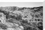 View of trees and vegetation ...