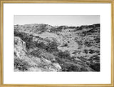 View of trees and vegetation ...