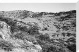 View of trees and vegetation ...
