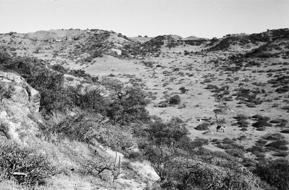 View of trees and vegetation ...