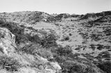 View of trees and vegetation ...