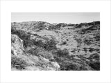View of trees and vegetation ...