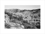 View of trees and vegetation ...