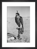 Portrait of a peregrine falcon ...