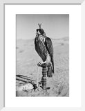Portrait of a peregrine falcon ...